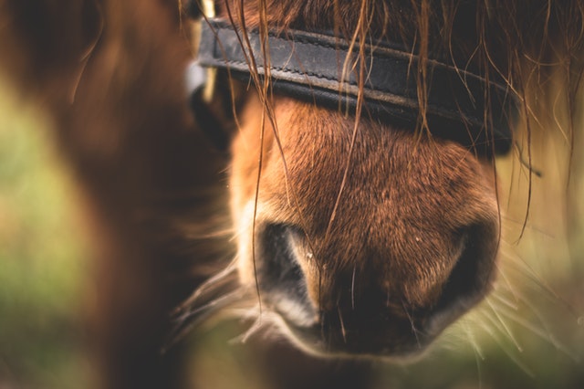 A horse's headstall goes on the same way no matter how much it's design changes. Jesus is the same as he was yesterday, today and tomorrow. He never changes. His word in the Bible never changes.