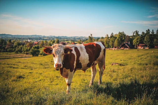 Raising cattle on a ranch requires constant learning. The same is true for a Christian cowboy