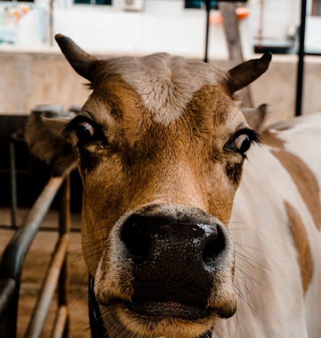 Working with cattle can bring out the worst in a person