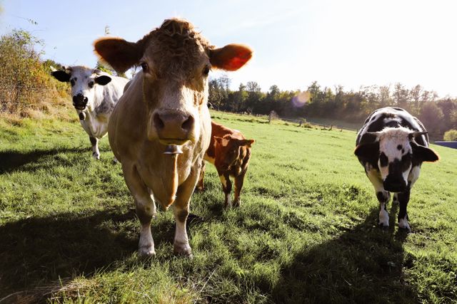 Taking care of cattle can be humbling for a Christian cowboy