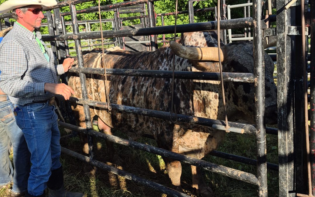 A Christian cowboy should forgive a crooked rodeo stock contractor whether he cares or not